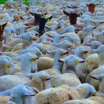 Bolehkan Pinjam Uang Untuk Membeli Hewan Kurban